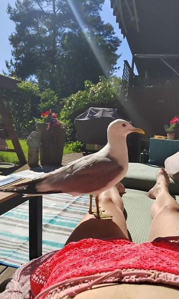 Kalalokki Touko on Katjan pihalla tuttu näky kesäisin. (1)