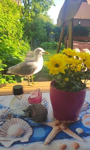 Kalalokki Touko on Katjan pihalla tuttu näky kesäisin. (2)