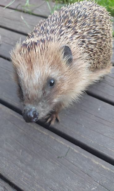 Siilejä on tepsuttanut Katjan pihalla samaan aikaan 14. Tässä yksi pihan vieraista.