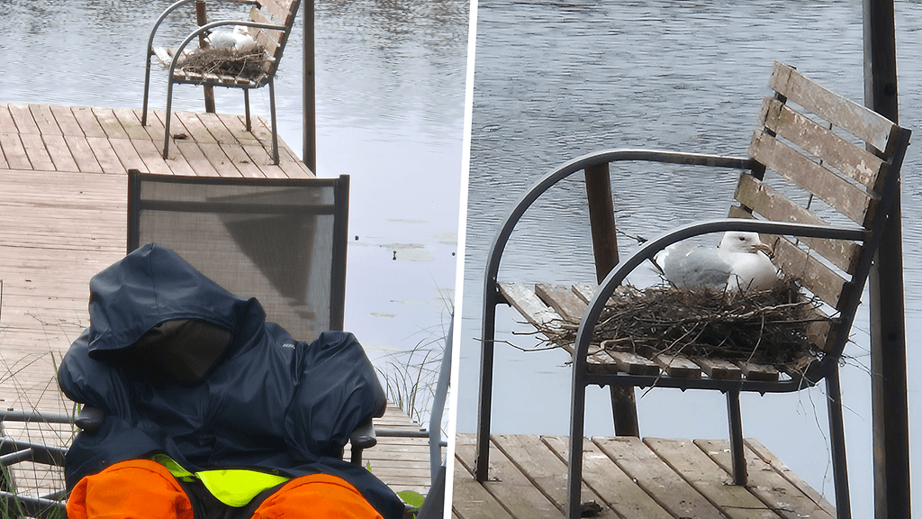 Mökkilaiturilla Hämeenkyrössä pesii kalalokki, jota suojellaan nyt erilaisilla keinoilla.