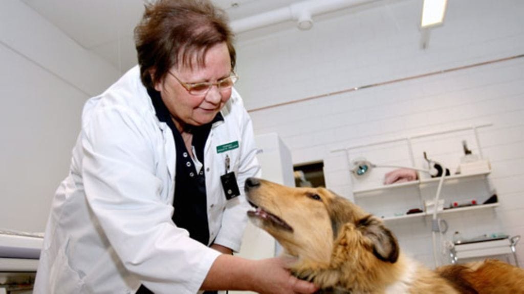 Marjatta Snellman ei aio vaieta ulkonäköjalostuksen haitoista vastustajista huolimatta.