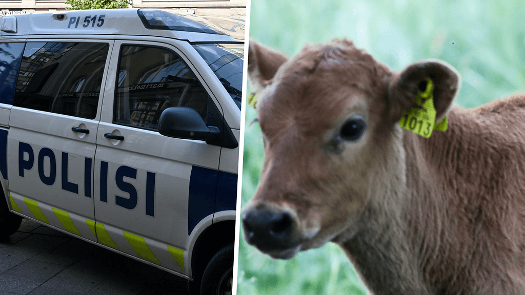 Poliisi jahtasi vasikkaa Ylöjärvellä. Kuvituskuva