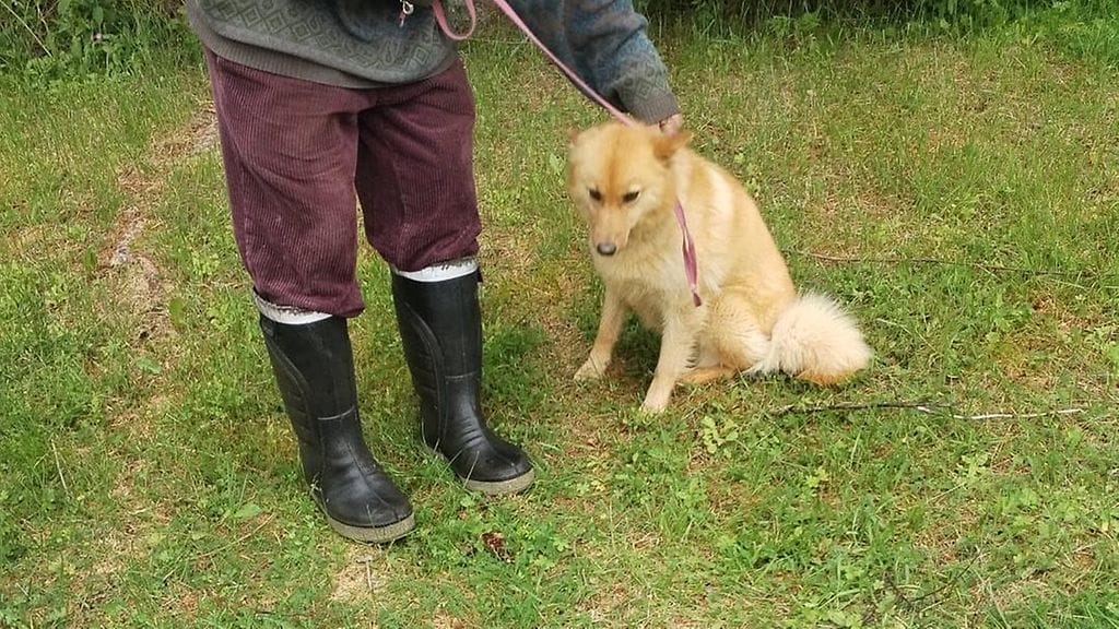 Tämä Suomenpystykorva lähti karkuteille aamuöisellä pissareissullaan.