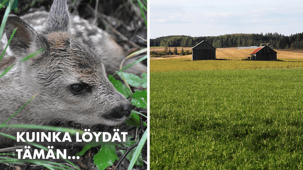 Vasa voi piileskellä heinäpellolla.
