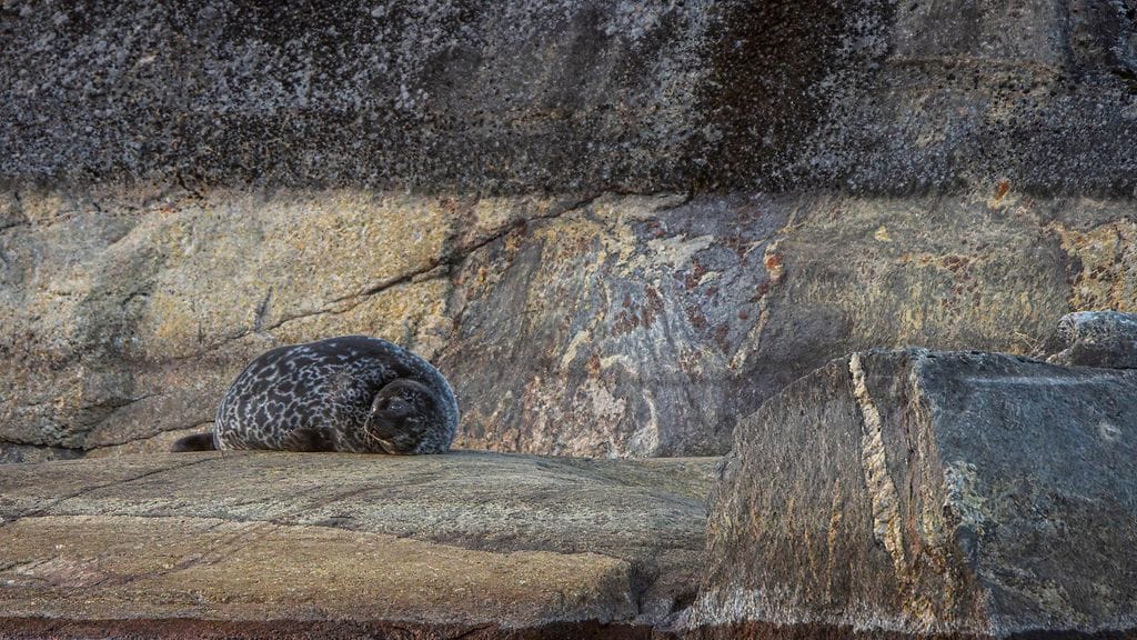 Kuvituskuva, ei liity uutiseen. Saimaannorppa huilaa Pihlajaveden rantakalliolla Savonlinnassa karvanvaihdon aikaan 5. toukokuuta 2026.