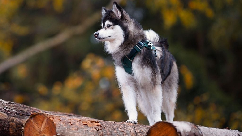 Pomeranian ja Siperian huskyn yhdistelmä pomsky ei ole virallinen koirarotu.