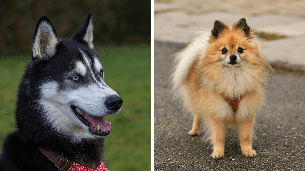 Husky ja pomeranian AOP
