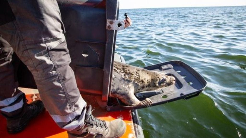 Kuntoutuneet nuoret hylkeet pääsivät takaisin luontoon.