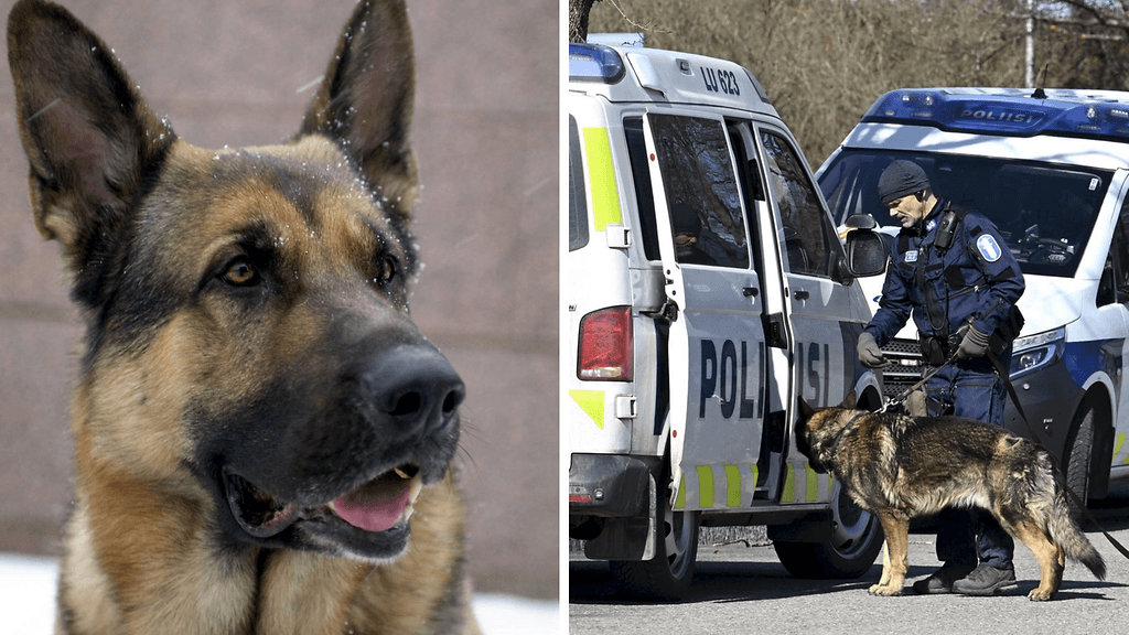 Oikeus katsoi poliisikoiran potkimisen virkamiehen väkivaltaiseksi vastustamiseksi. Kuvituskuva.