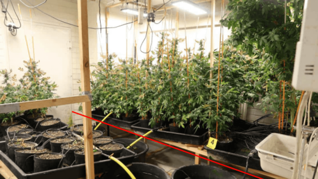 Poliisin arvion mukaan kannabiskasvattamo oli ammattimaisesti rakennettu.