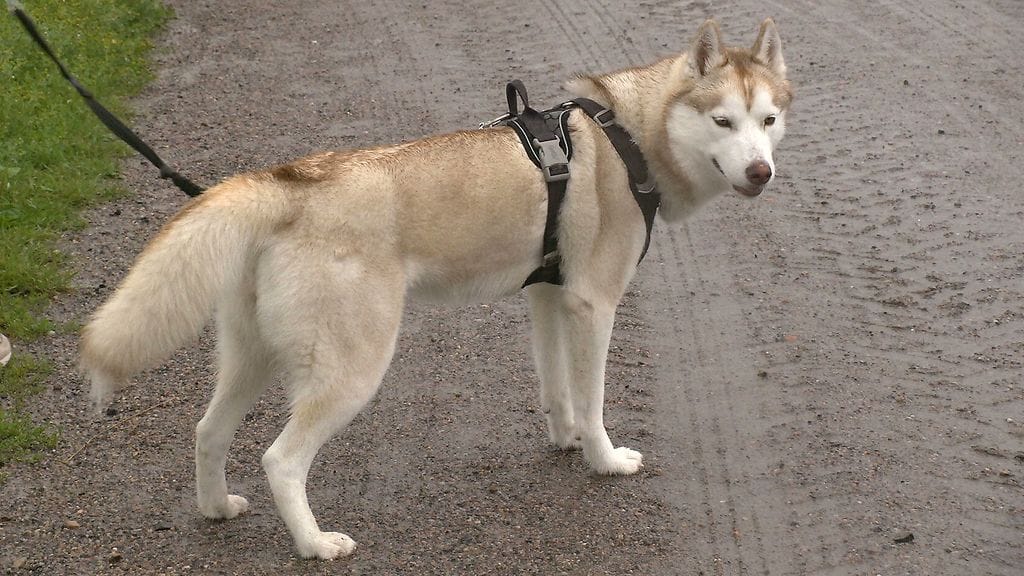 kida siperianhusky
