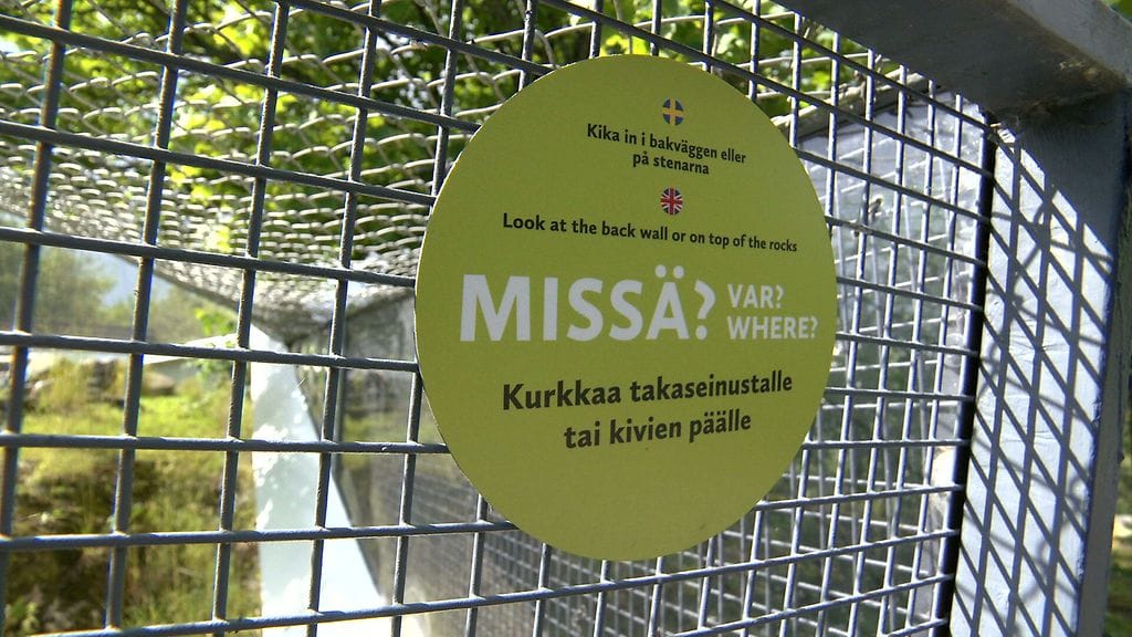 Manulin olinpaikka on Korkeasaaren oppaan mukaan yleisin eläintä koskeva kysymys