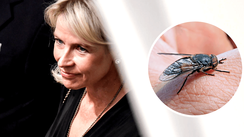 Kuvituskuvassa kansanedustaja Pia Kauma ja paarma.