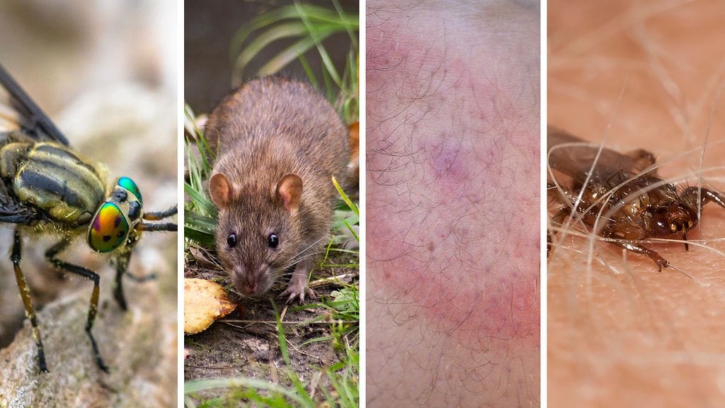 Kuvassa vasemmalta oikealle paarma, rotta, borreliabakteerin aiheuttama rengasmainen ihottuma ja hirvikärpänen.