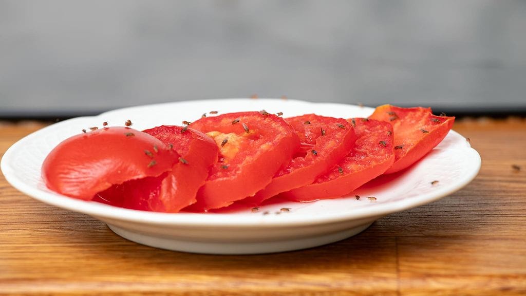 tomaatti banaanikärpäset shutterstock