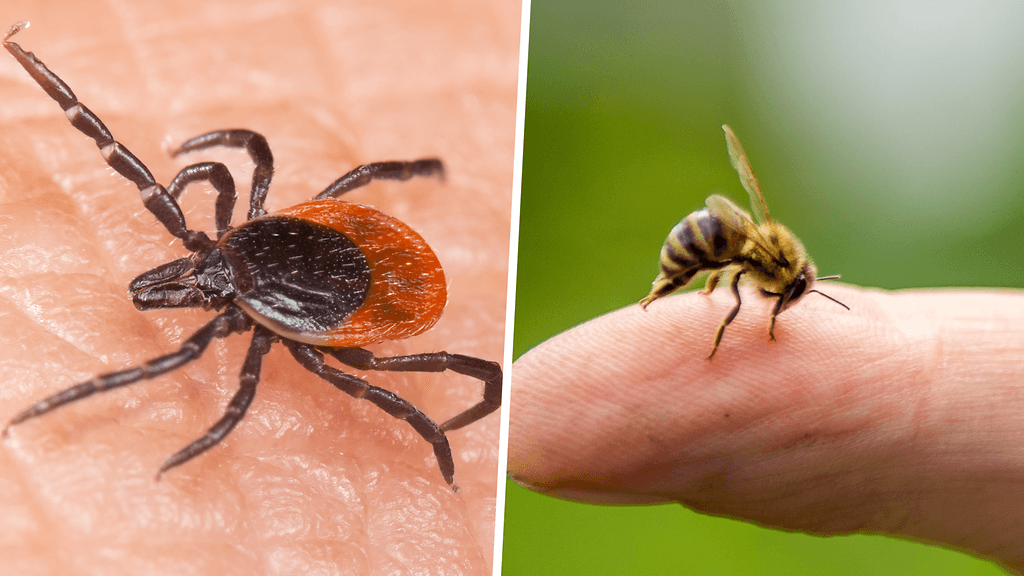 Savannah Spoor hoitaa punkin aiheuttaman Lymen taudin eli borrelioosin oireita 30 mehiläisen pistolla viikossa.
