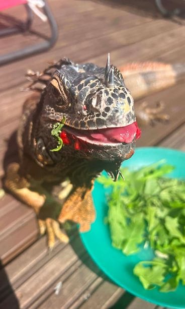 Iguana 1