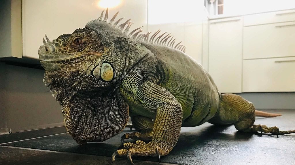 Iguana 2