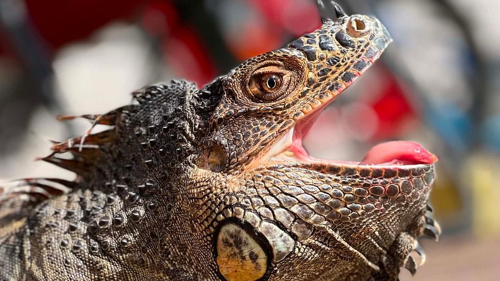 Lemmikki-iguaani Rex karkasi kotipihaltaan. Kuva: Aki Peltokosken kotialbumi.