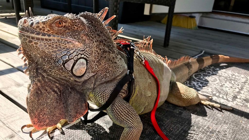 Iguana 4