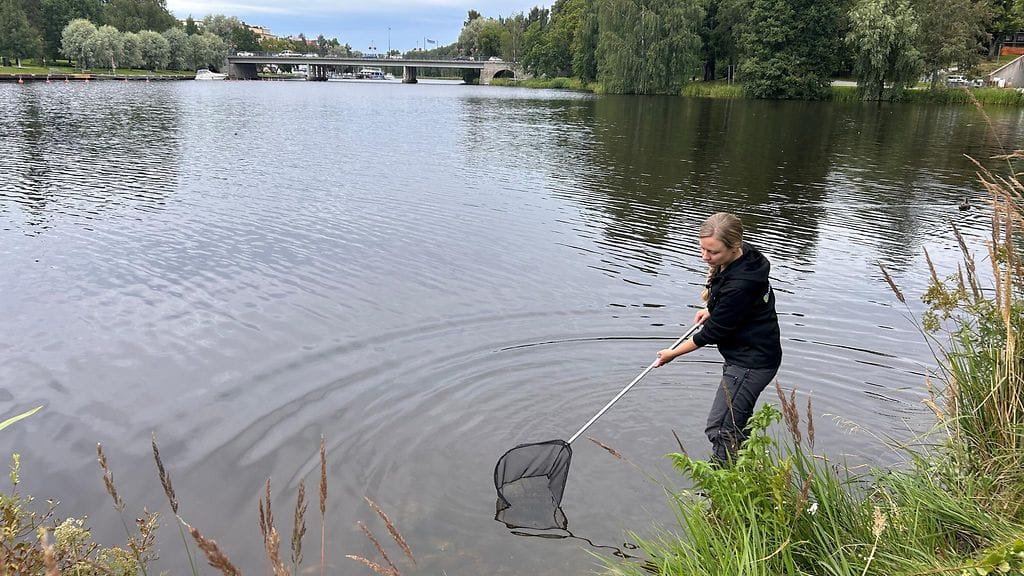 Hyytelösammaleläin, pyydystys