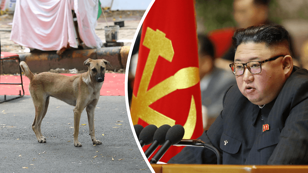 Pohjois-Koreassa uskotaan koiranlihan viilentävään vaikutukseen