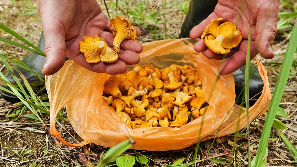 Sienien poimiminen muovipussiin ei välttämättä ole hyvä idea.