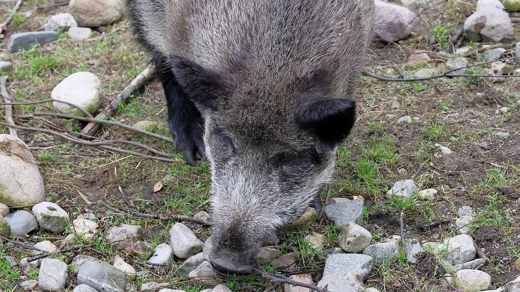 Sikaruttoa löytyi villisiasta, joka oli löydetty kuolleena Kaakkois-Suomen tartuntavyöhykkeen nykyiseltä, laajennetulta ydinalueelta. Kuvituskuva Ranuan eläinpuiston villisiasta.
