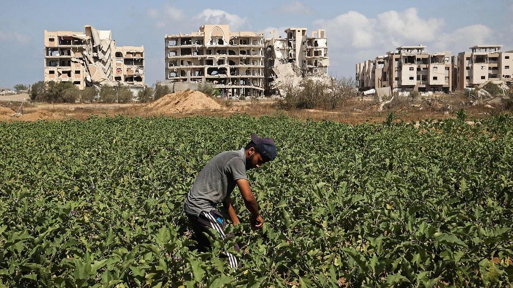 Palestiinalaismies työskentelee pellolla Deir al-Balahin itäosassa Gazan kaistalla 22. heinäkuuta 2026.
