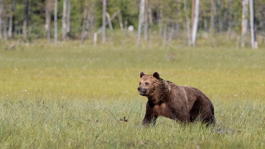 Poronhoitoalueen eteläpuolelle on myönnetty poikkeusluvat 182 karhun pyyntiin.