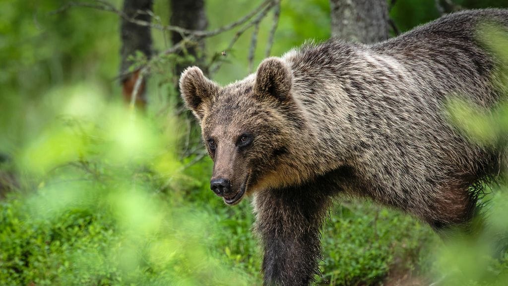 Loukkaantunutta karhua ei saa lähestyä. Kuvituskuva.