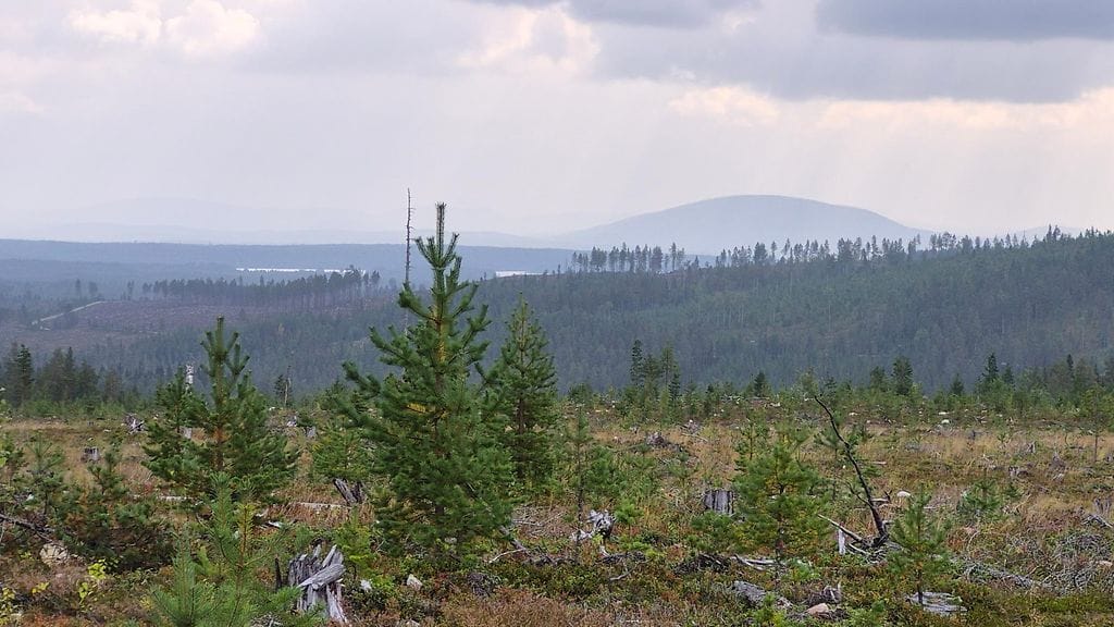 Siperian savusumua Kemijärvellä 24. Elokuuta/ Lukijan kuva