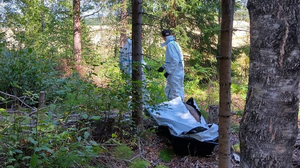 Afrikkalaisesta sikarutosta tehtiin löydös Virolahdella Kaakkois-Suomessa. Ruokavirasto perusti alueelle tartuntavyöhykkeen ja määritteli ydinalueen taudin löydöspaikan ympärille.