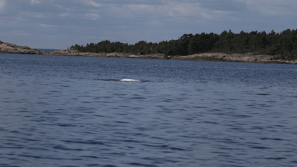 OMA Pekka Komi maitovalas Suomenlahti 1