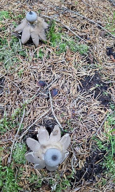 Olavi Jääskeläinen bongasi viime viikolla metsässä erikoisen kukkarykelmän 1.