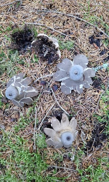 Olavi Jääskeläinen bongasi viime viikolla metsässä erikoisen kukkarykelmän 2.