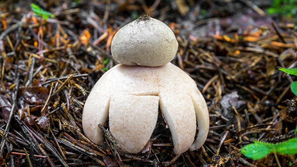 AOP Ruskomaatähti (Geastrum rufescens) on maanalaisena kehittyvä punertavaliuskainen maatähtilaji, joka kasvaa lehti- ja havumetsissä harvinaisena.