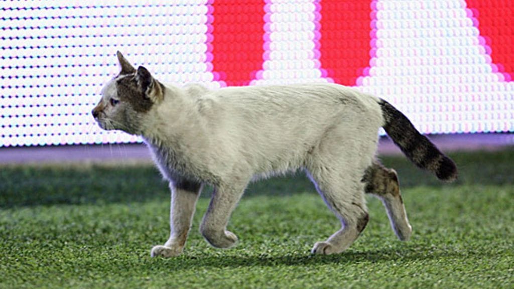 Kissa Uefa-cupin finaalissa, kuva: GEtty/Mike Hewitt