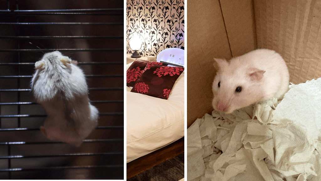 Kuvan hamsterit ja japanilainen rakkaushotelli eivät liity tapaukseen.
