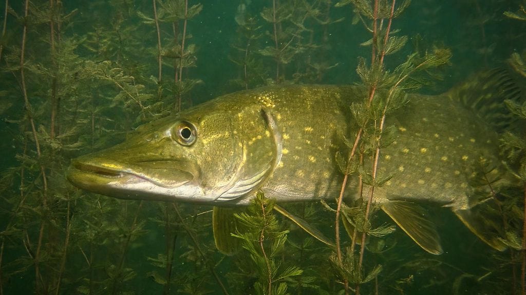 hauki shutterstock