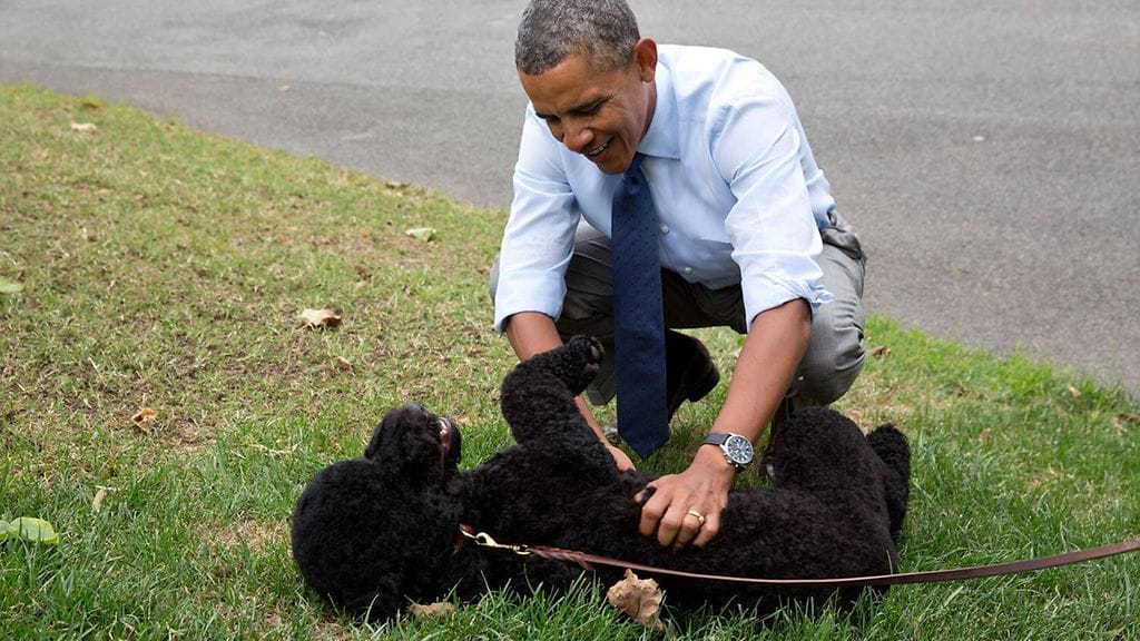 AOP sunny obama