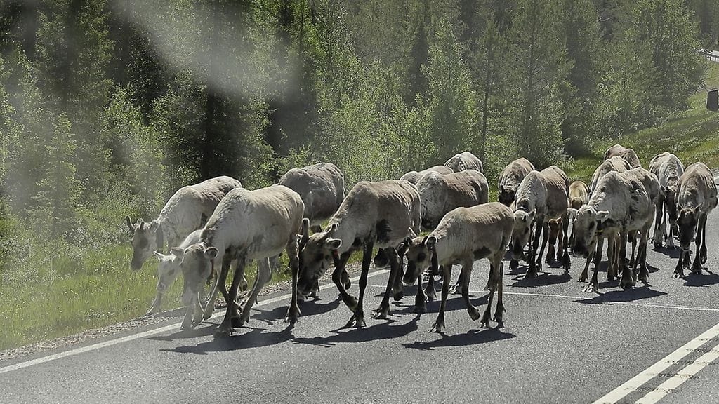 Kuvituskuva. Kuvan porot eivät liity tapaukseen.
