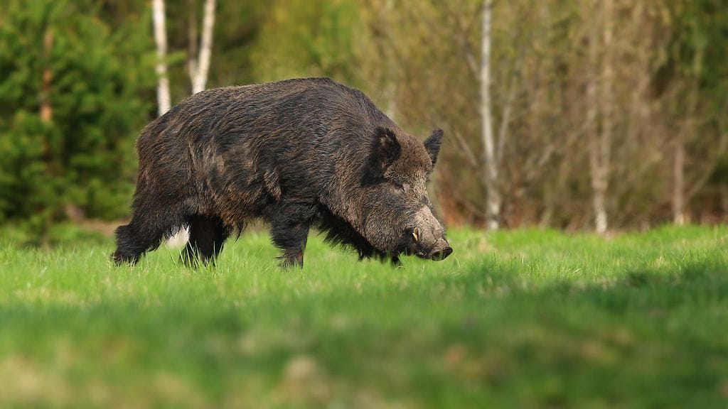 Kuvituskuvan villisika ei liity tapaukseen.