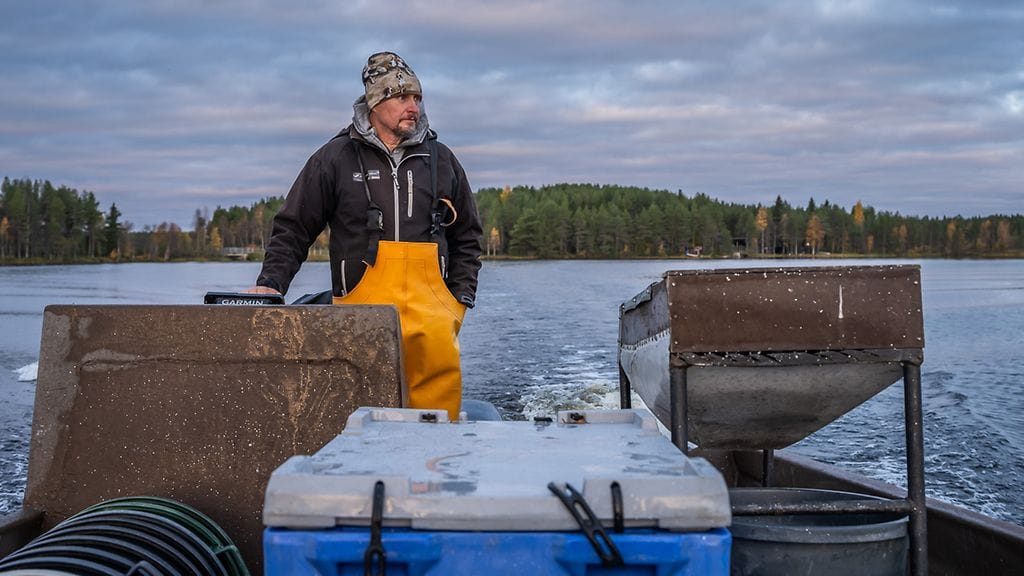 kuusamolainen ammattikalastaja Juha Korhonen muikut