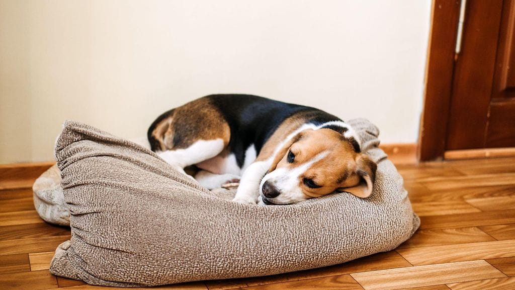 Pentujen sairaudet: yleiset vaivat, joita kannattaa tarkkailla. Sairas beagle-pentu makaa koiran pedillä lattialla. Surullinen sairas beagle kotona.
