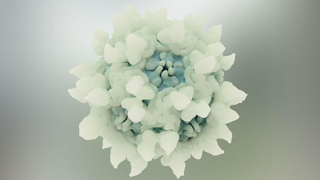 Parvovirus mikroskooppikuvassa.