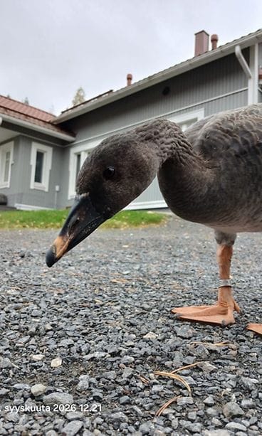 Orpo metsähanhi löysi uuden kodin Ylivieskasta Milja Junttilan perheen luota.
