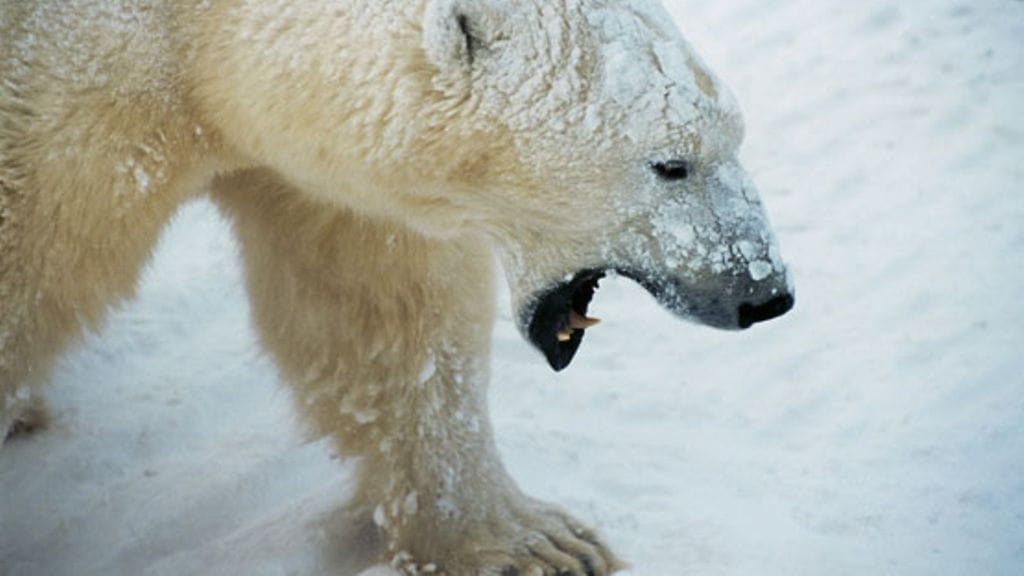 Jääkarhut kulkevat ruoan perässä.