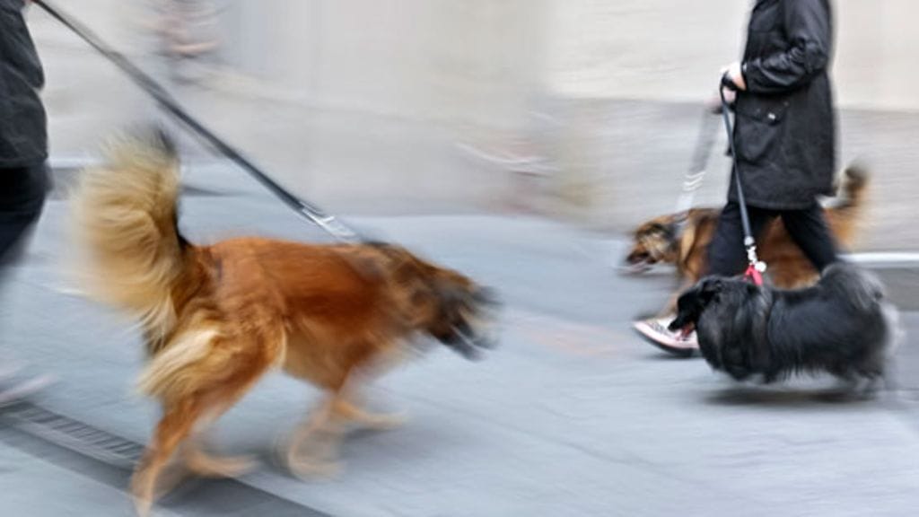 Lenkit ovat helpompia, kun koira kulkee kiltisti vierellä.