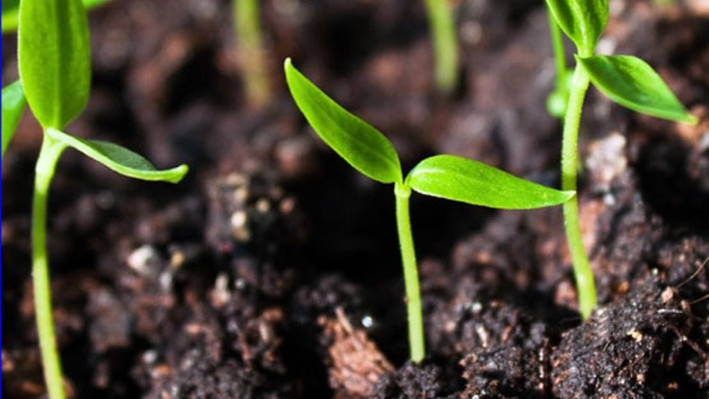 Ihmisen virtsa on tehokas tapa lannoittaa maata.